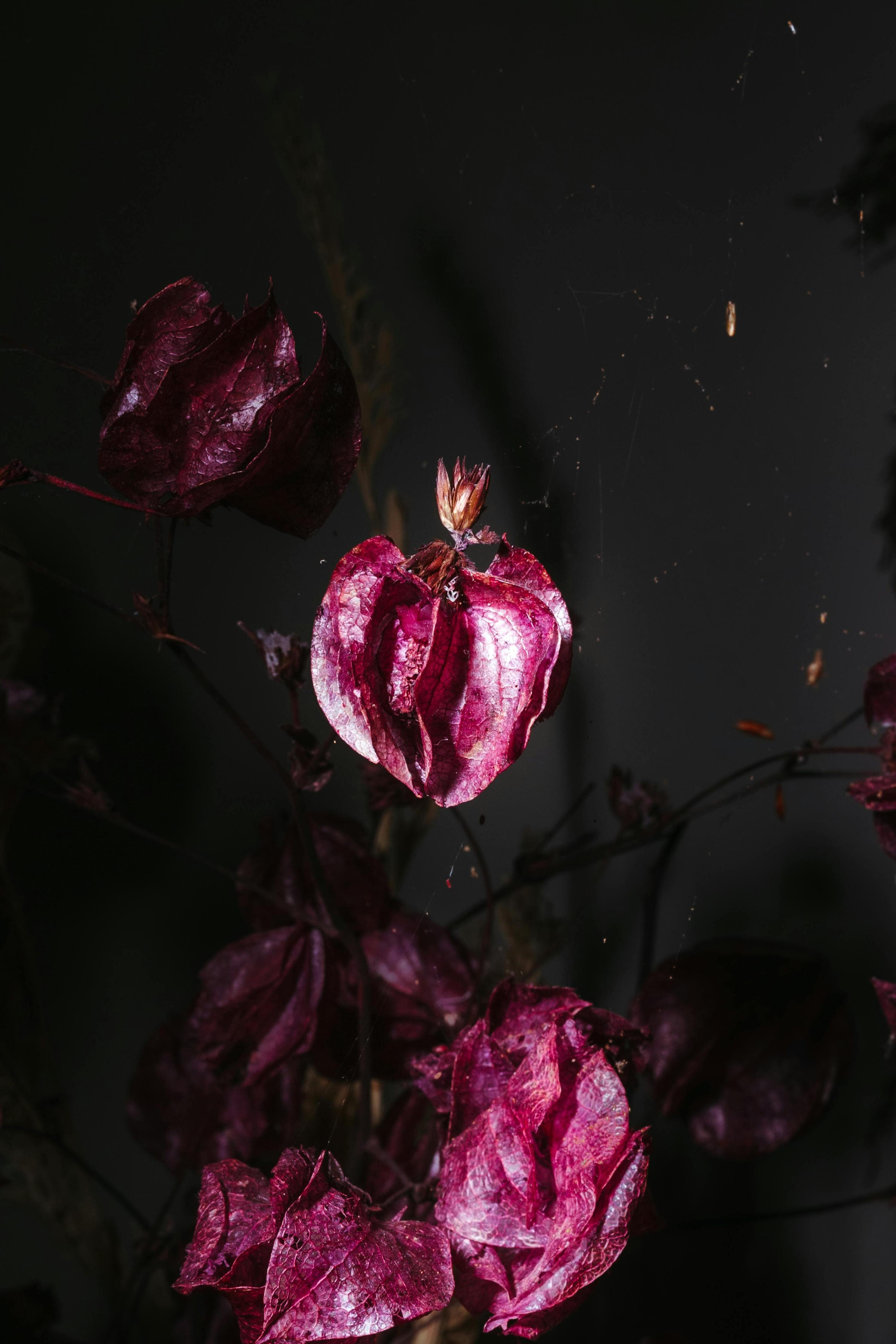 UPCC 07422 Intervening on Frailty to Improve Outcomes for Older Allogeneic Transplant Recipients